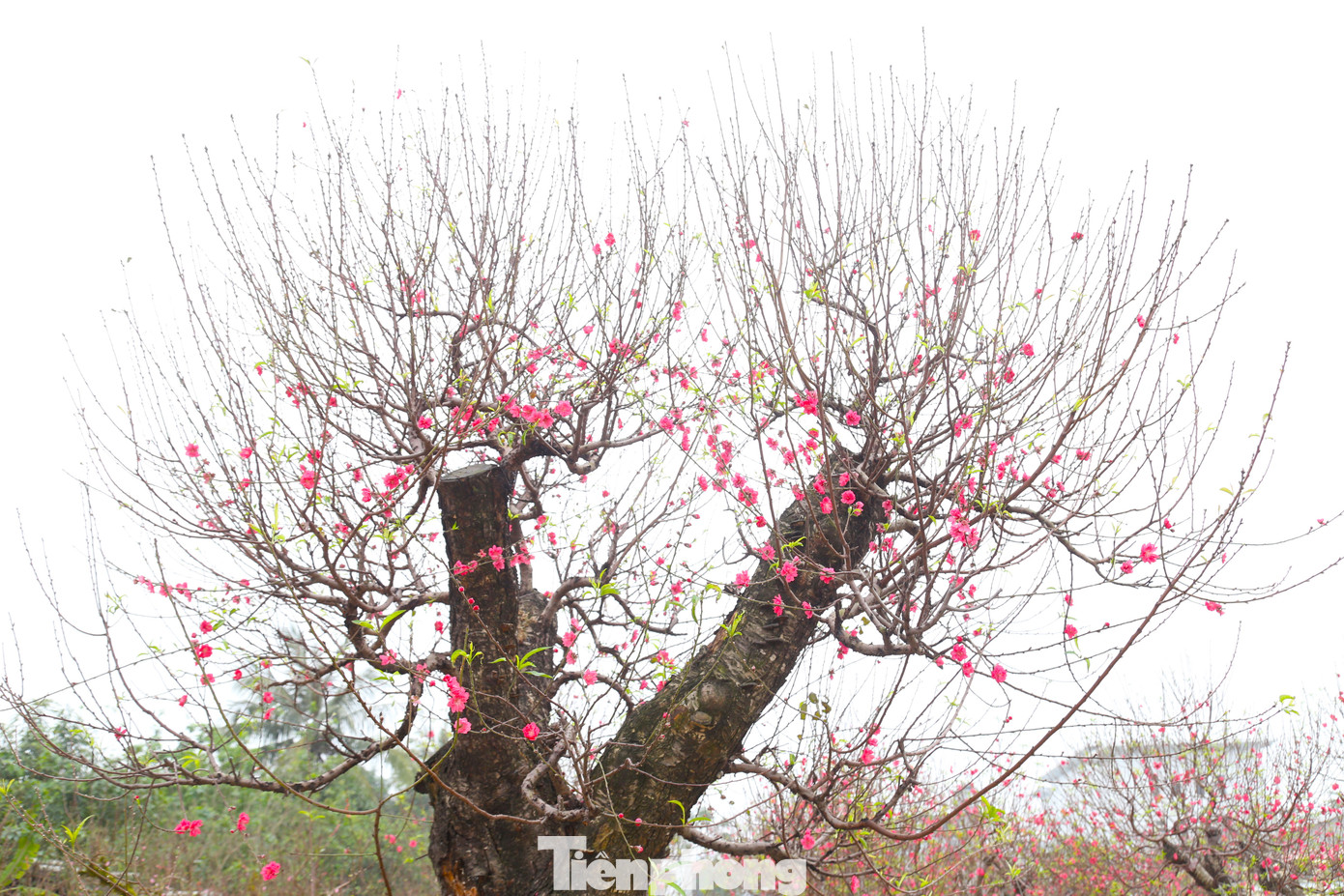 Theo anh Quân, để đánh giá giá trị của cây đào cần phải xem tới các yếu tố về tuổi thọ, độ to của gốc, thế, dáng cây.