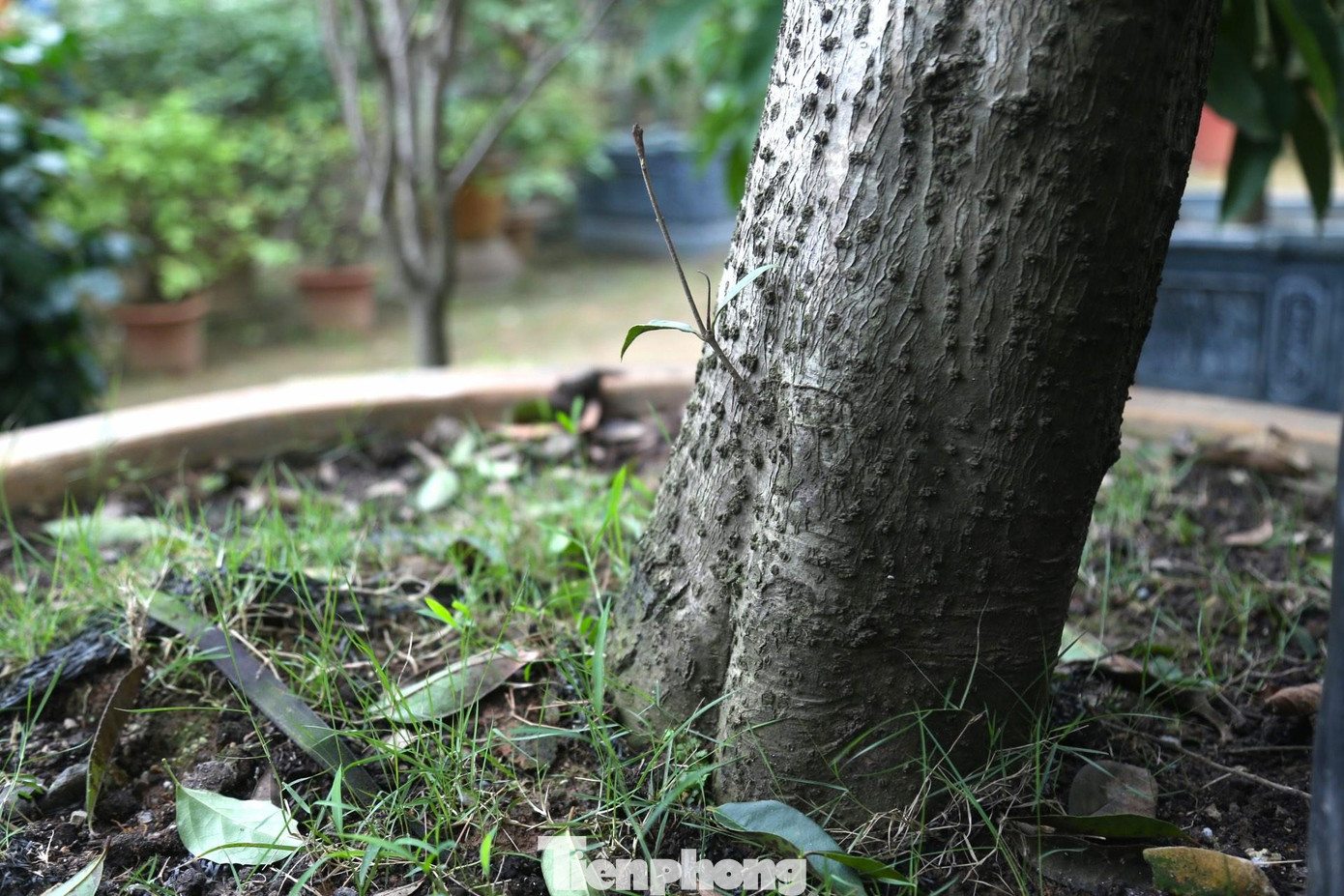 Chồi non mọc lên từ thân cây mộc hương