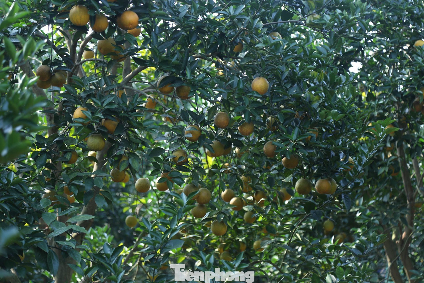 Gia đình ông Trương Nhật Tiến (trú xã Đồng Thành, huyện Yên Thành, Nghệ An) trồng 10ha cam theo hướng hữu cơ, chuẩn VietGAP. Đầu năm, trời mưa nhiều nên tỷ lệ đậu quả ở vườn nhà chị đạt thấp. Đến khi cam bắt đầu mọng nước thì lại gặp bão, mưa kéo dài nên quả rụng, ảnh hưởng không nhỏ đến năng suất, sản lượng cam.