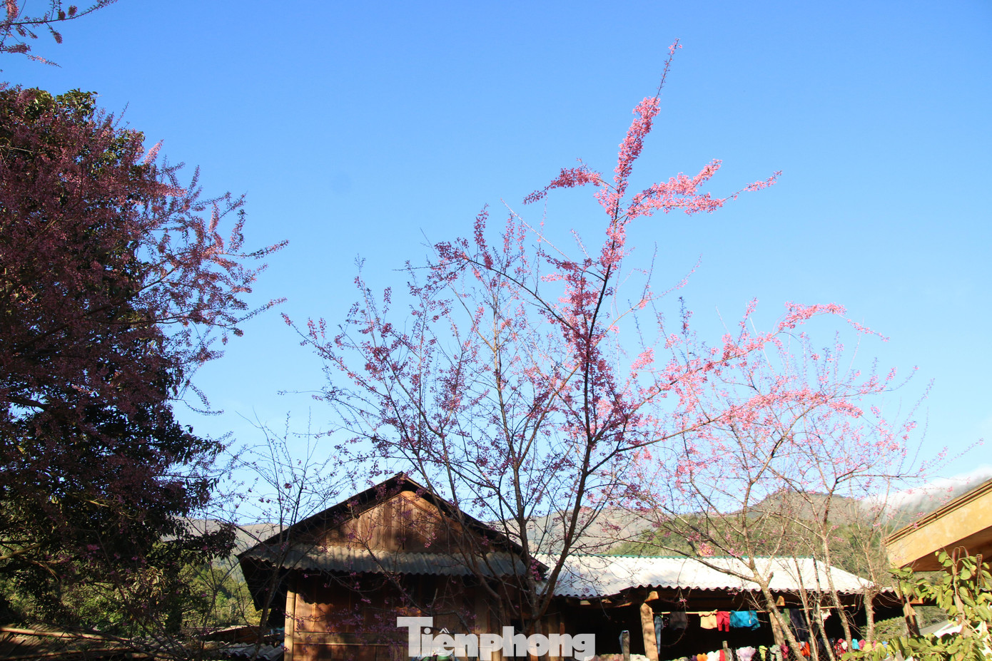 Không chỉ riêng anh đào, nhiều loài hoa ở miền tây xứ Nghệ cũng đã bắt đầu khoe sắc thắm "gọi" xuân về sớm với các bản làng.