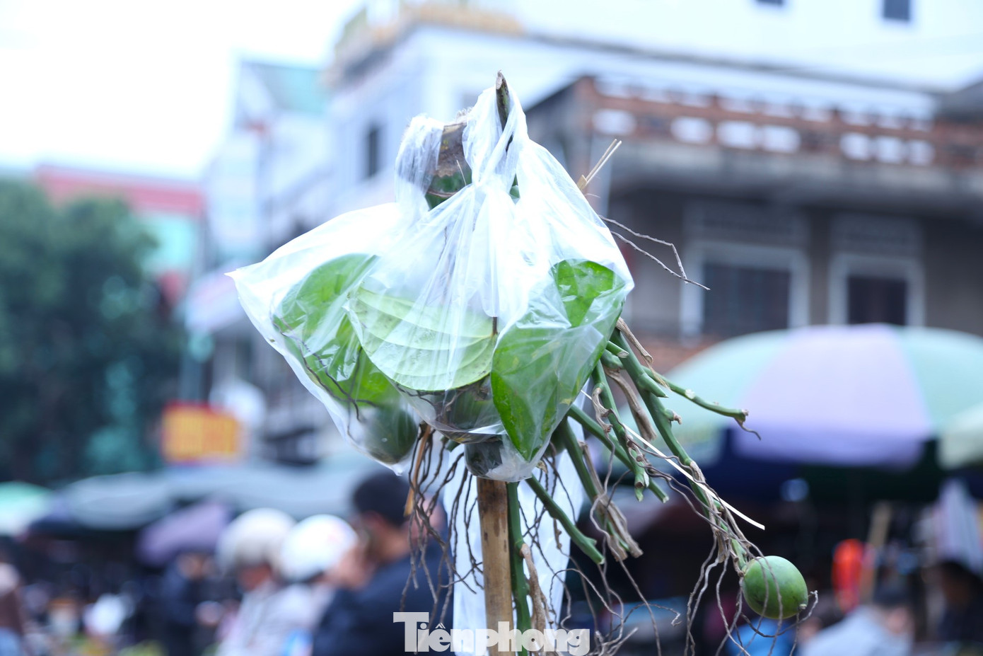 Mỗi đĩa trầu cau đẹp dịp này có giá từ 15.000 - 17.000 đồng.