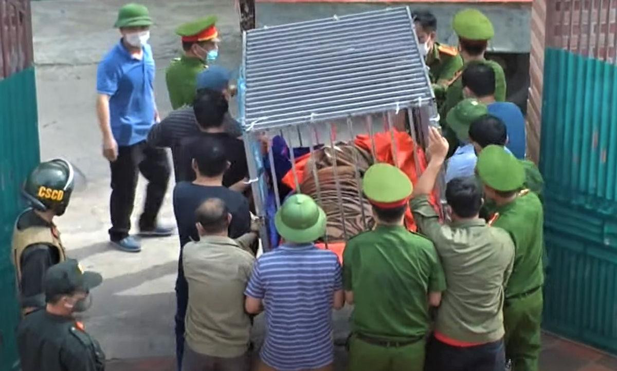 Hổ được gây mê, cho vào lồng sắt đưa đến khu sinh thái Mường Thanh Diễn Lâm chăm sóc Hổ được gây mê, cho vào lồng sắt đưa đến khu sinh thái Mường Thanh Diễn Lâm chăm sóc