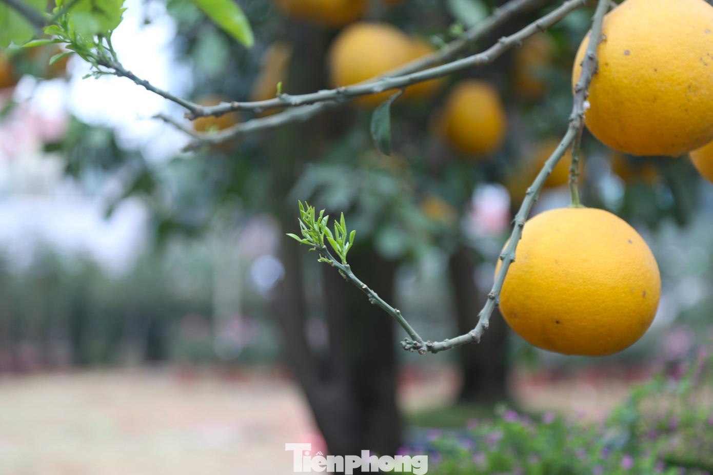 Những chồi non tràn đầy sức sống Những chồi non tràn đầy sức sống