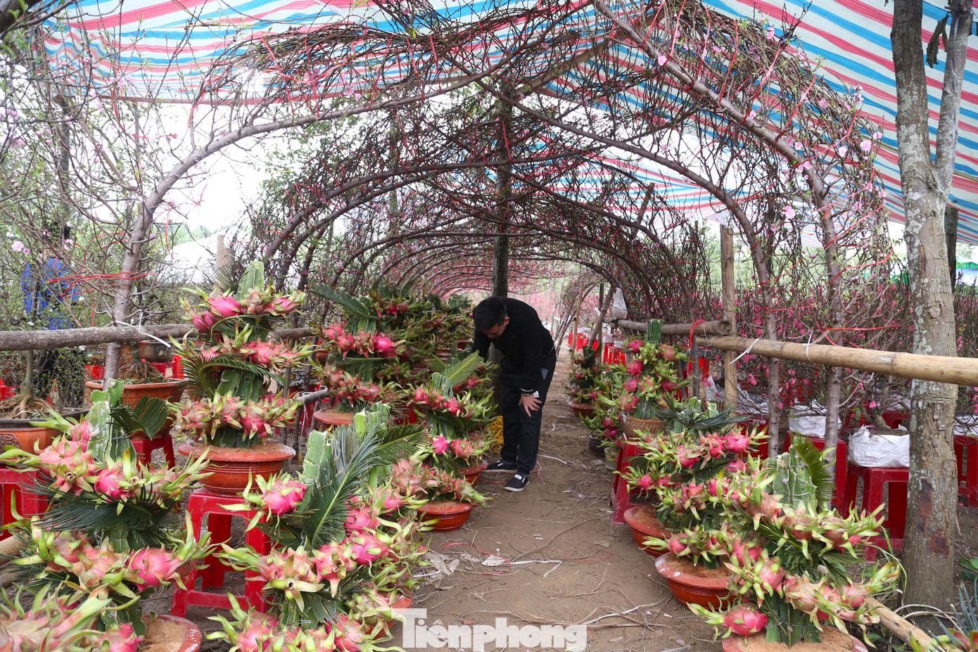 Dọc hai bên đường Đại lộ Lê Nin, TP Vinh, Nghệ An, những ngày này, hình thành những vườn cây đào, quất, bưởi… cho người dân lựa chọn, thưởng lãm. Nổi bật là những chậu thanh long đỏ rực của anh Nguyễn Hữu Thịnh được uốn hình con rồng. Anh Thịnh cho biết, đây lần đầu tiên, anh đưa những chậu thanh long từ miền Nam ra TP Vinh bán Tết.