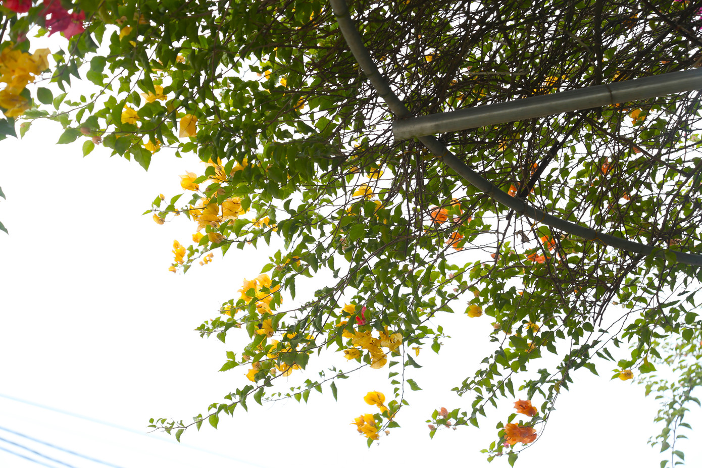 Những cây hoa giấy được trồng cố định trong chậu, có khung bằng sắt chắc chắn. Loại này thường có giá từ vài triệu đến vài chục triệu đồng tùy vào kích thước, tuổi đời của cây.