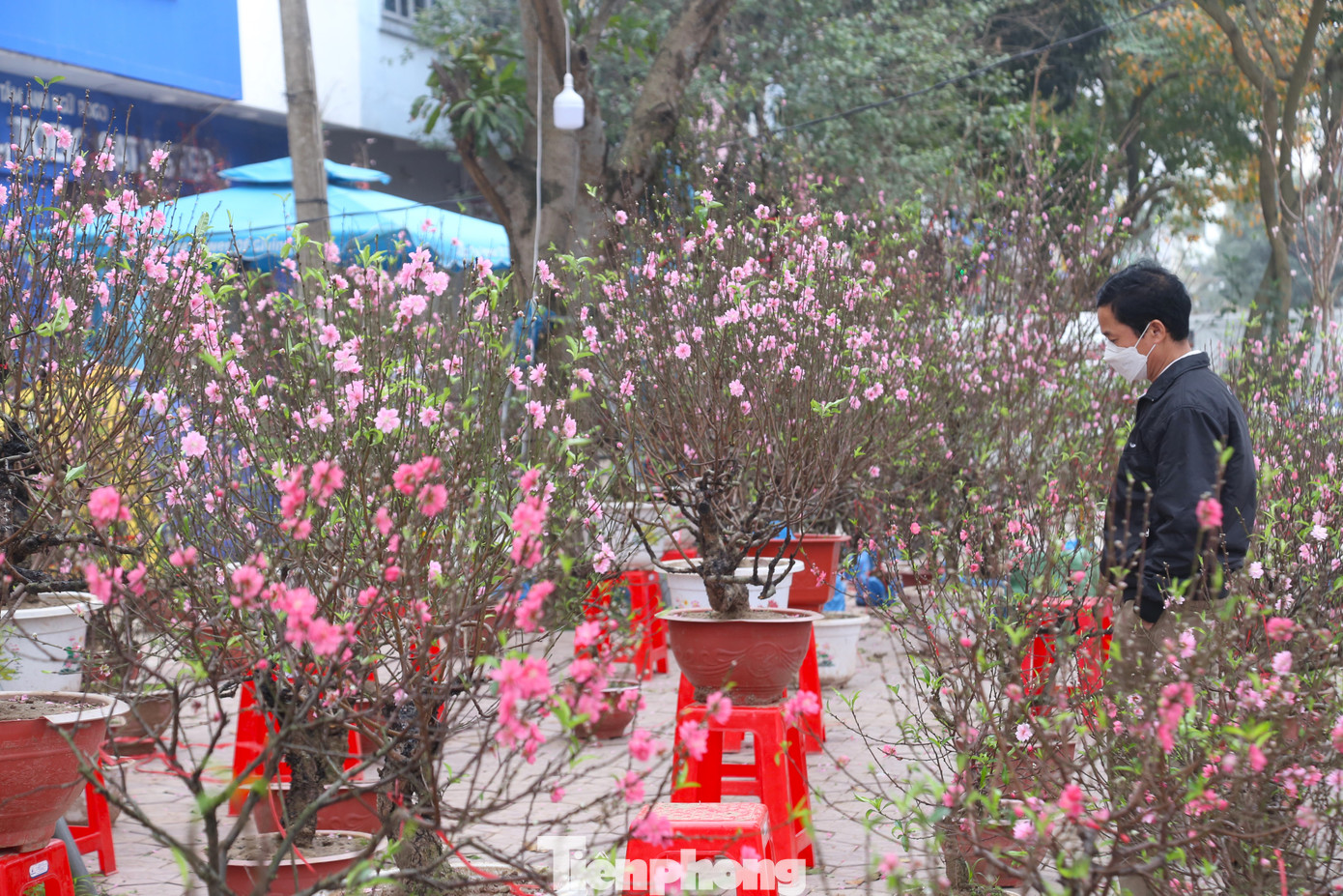 Ngay cả khi treo biển “xả hàng” thì các điểm bán đào cũng chỉ thưa thớt vài khách vào xem.