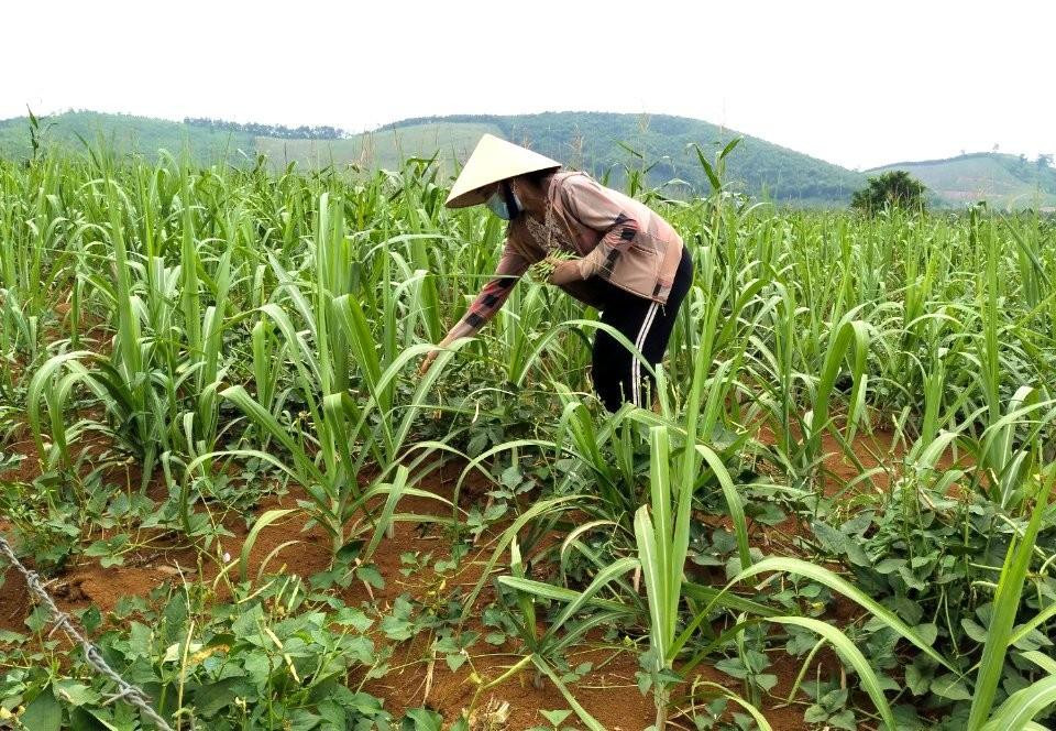 Chị Trương Thị Vy thu hoạch đậu trong ruộng mía. Chị Trương Thị Vy thu hoạch đậu trong ruộng mía.