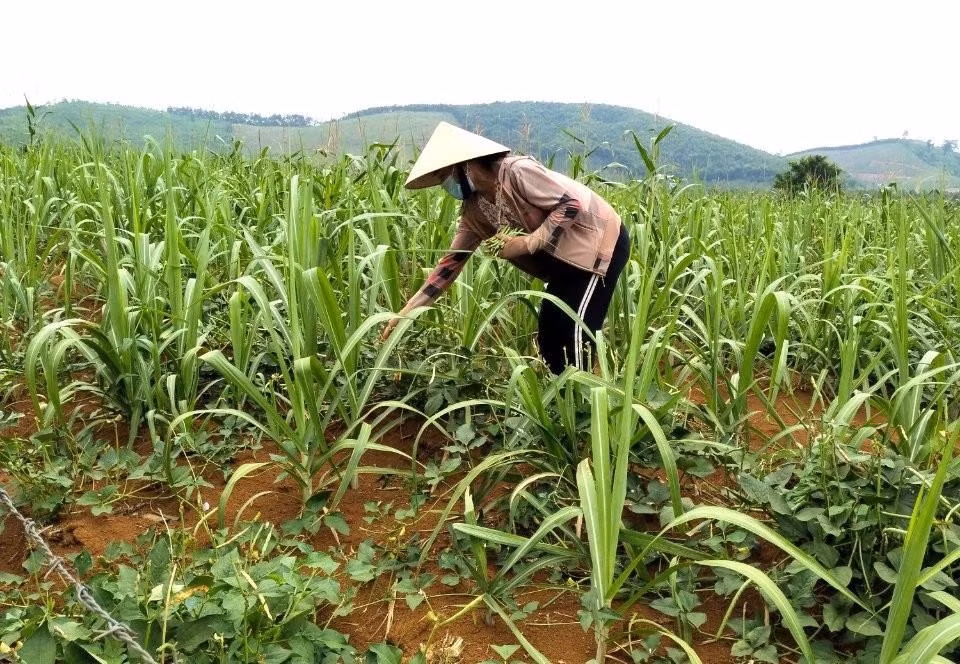Chị Trương Thị Vy thu hoạch đậu trong ruộng mía. Chị Trương Thị Vy thu hoạch đậu trong ruộng mía.