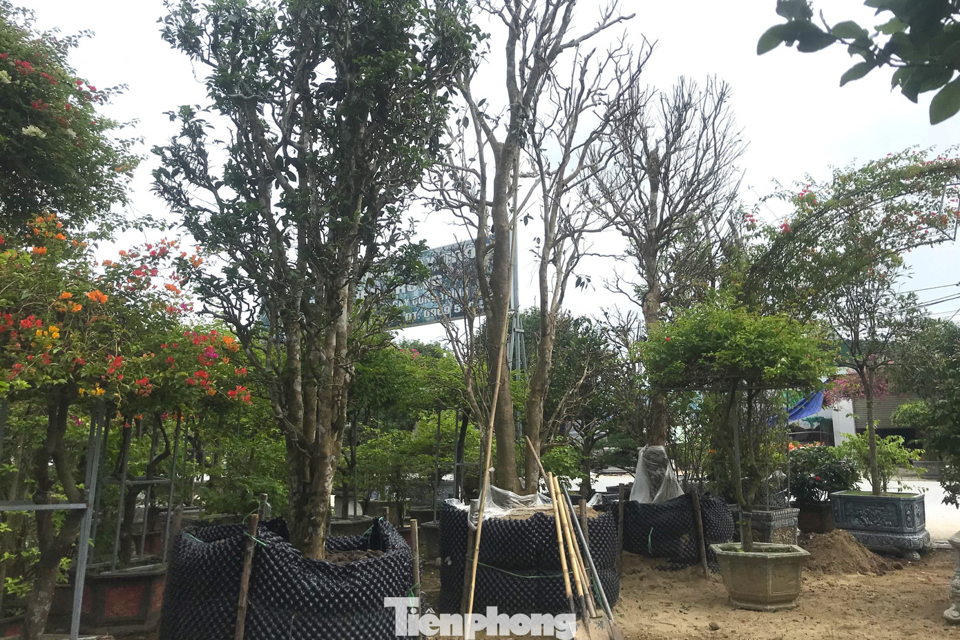 Còn hơn một tháng nữa mới tới Tết Nguyên đán Quý Mão 2023 nhưng tại một số nhà vườn ở TP Vinh, Nghệ An thời điểm này đã bày bán những cây chè cổ thụ có giá hàng chục triệu đồng.