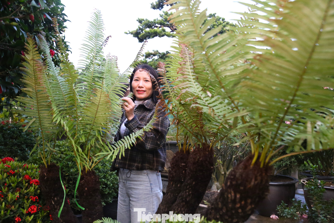 “Hiện nay, xu hướng trang trí tiểu cảnh, sân vườn để đón Tết tăng cao, đặc biệt là các gia đình có sân vườn, không gian rộng. Loài cây dương xỉ cổ đại bám nhiều rêu mốc đang được nhiều người lựa chọn để trang trí nhà cửa thay cho các loại hoa thông thường. Từ đầu tháng 11 âm lịch đến nay, chúng tôi đã bán được hàng chục cây dương xỉ”, chị Nhi chia sẻ.