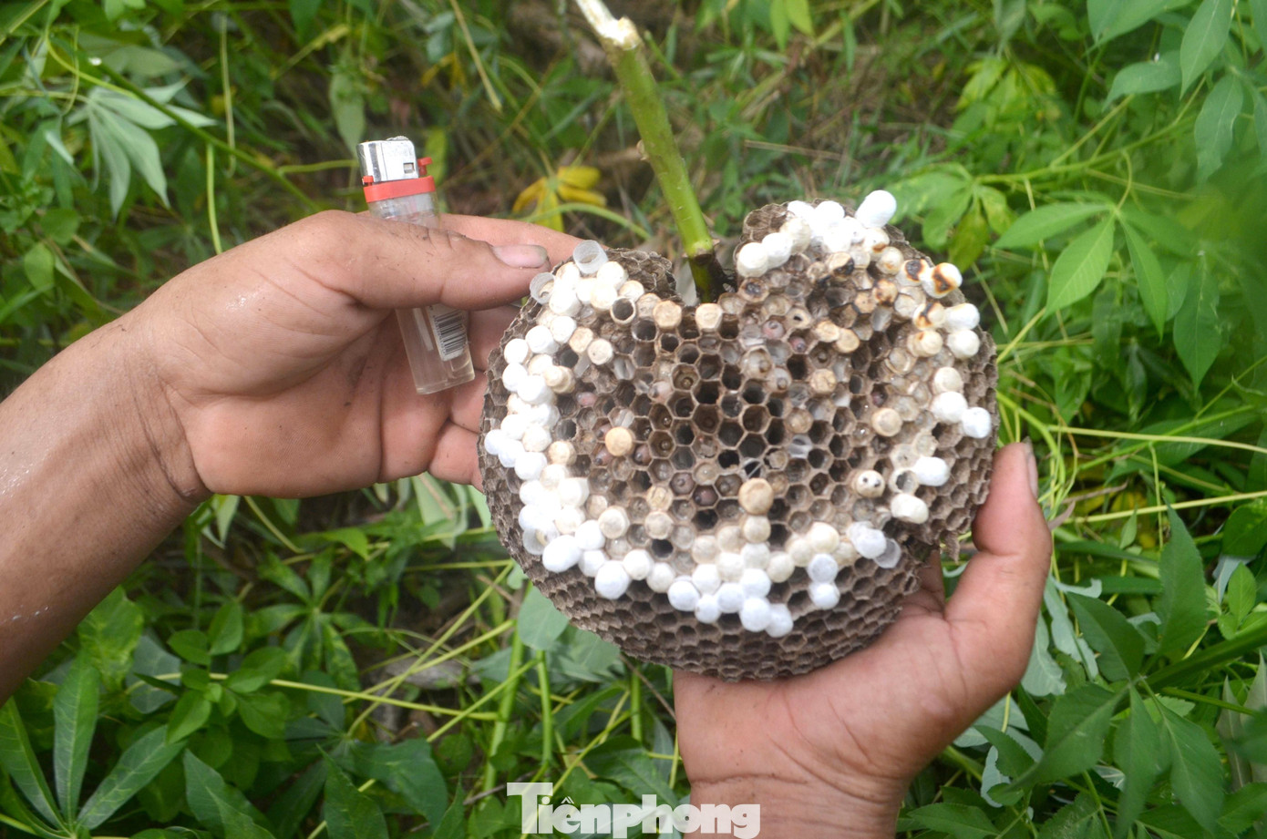 “Tính ra một mùa vụ ong vàng cũng kiếm được gần chục triệu đồng. Chịu khó tách nhộng ong ra thì được giá cao hơn. Trung bình mỗi ngày cũng kiếm được từ 500 nghìn đồng đến 1 triệu đồng tiền bán ong vàng”, anh Hiệp nói. “Tính ra một mùa vụ ong vàng cũng kiếm được gần chục triệu đồng. Chịu khó tách nhộng ong ra thì được giá cao hơn. Trung bình mỗi ngày cũng kiếm được từ 500 nghìn đồng đến 1 triệu đồng tiền bán ong vàng”, anh Hiệp nói.