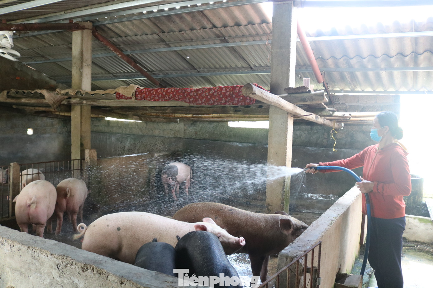 Ông Quỳnh khuyến cáo người dân nên tập trung công tác phòng chống dịch bệnh, tiêm phòng đầy đủ các loại vắc xin cho đàn lợn để không bị thiệt hại kép do giá thấp và dịch bệnh bùng phát. Cải tiến, nâng cao chất lượng con giống để tăng năng suất, chất lượng sản phẩm. Áp dụng các công thức phối trộn để tận dụng nguồn nguyên liệu sẵn có của địa phương (ngô, lúa, cám ngô, đậu tương, khô dầu lạc, cá ...) và các phụ phẩm (rau, củ) làm thức ăn chăn nuôi lợn nhằm giảm chi phí thức ăn công nghiệp, tăng hiệu quả kinh tế trong chăn nuôi.