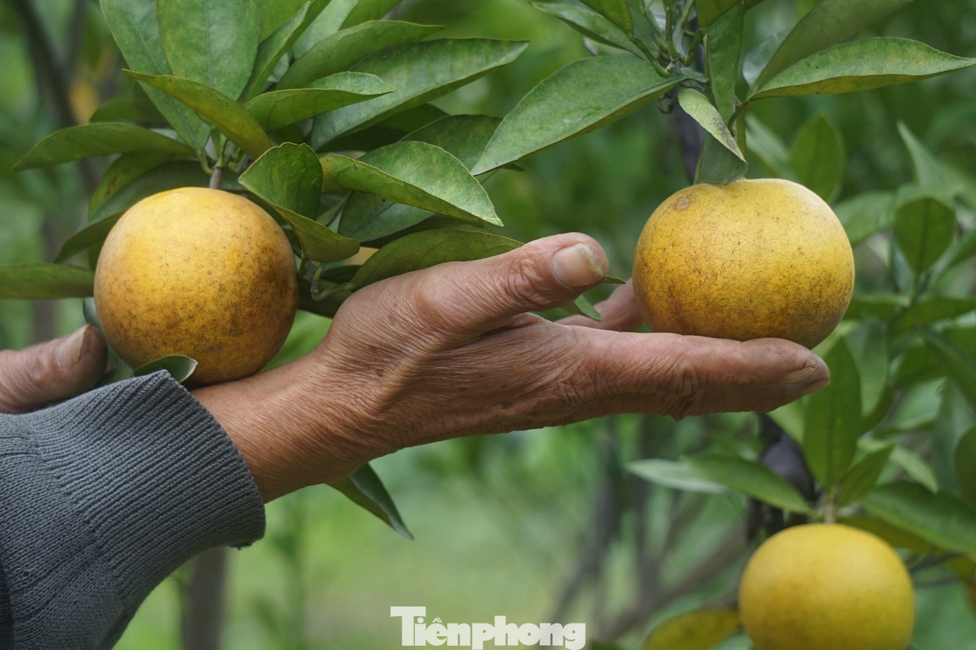 “Nếu không có đợt mưa lụt cuối tháng 11 thì vườn cam Xã Đoài của gia đình có thể đạt khoảng 14.000 trái. Tuy nhiên, đến nay đã rụng mất hơn 4.000 trái. Tiếc nhưng chẳng còn cách nào khác, sáng nào cũng nhặt được vài chục ký cam rụng”, ông Thọ chia sẻ. “Nếu không có đợt mưa lụt cuối tháng 11 thì vườn cam Xã Đoài của gia đình có thể đạt khoảng 14.000 trái. Tuy nhiên, đến nay đã rụng mất hơn 4.000 trái. Tiếc nhưng chẳng còn cách nào khác, sáng nào cũng nhặt được vài chục ký cam rụng”, ông Thọ chia sẻ.