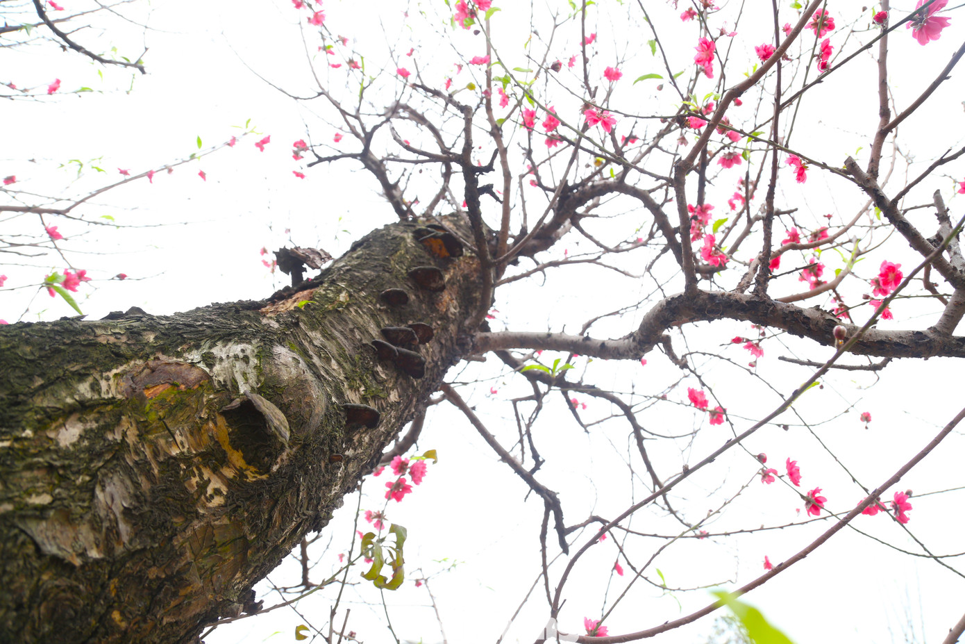 Cây đào cổ thụ cao hơn 4m và có nguồn gốc từ Sapa.