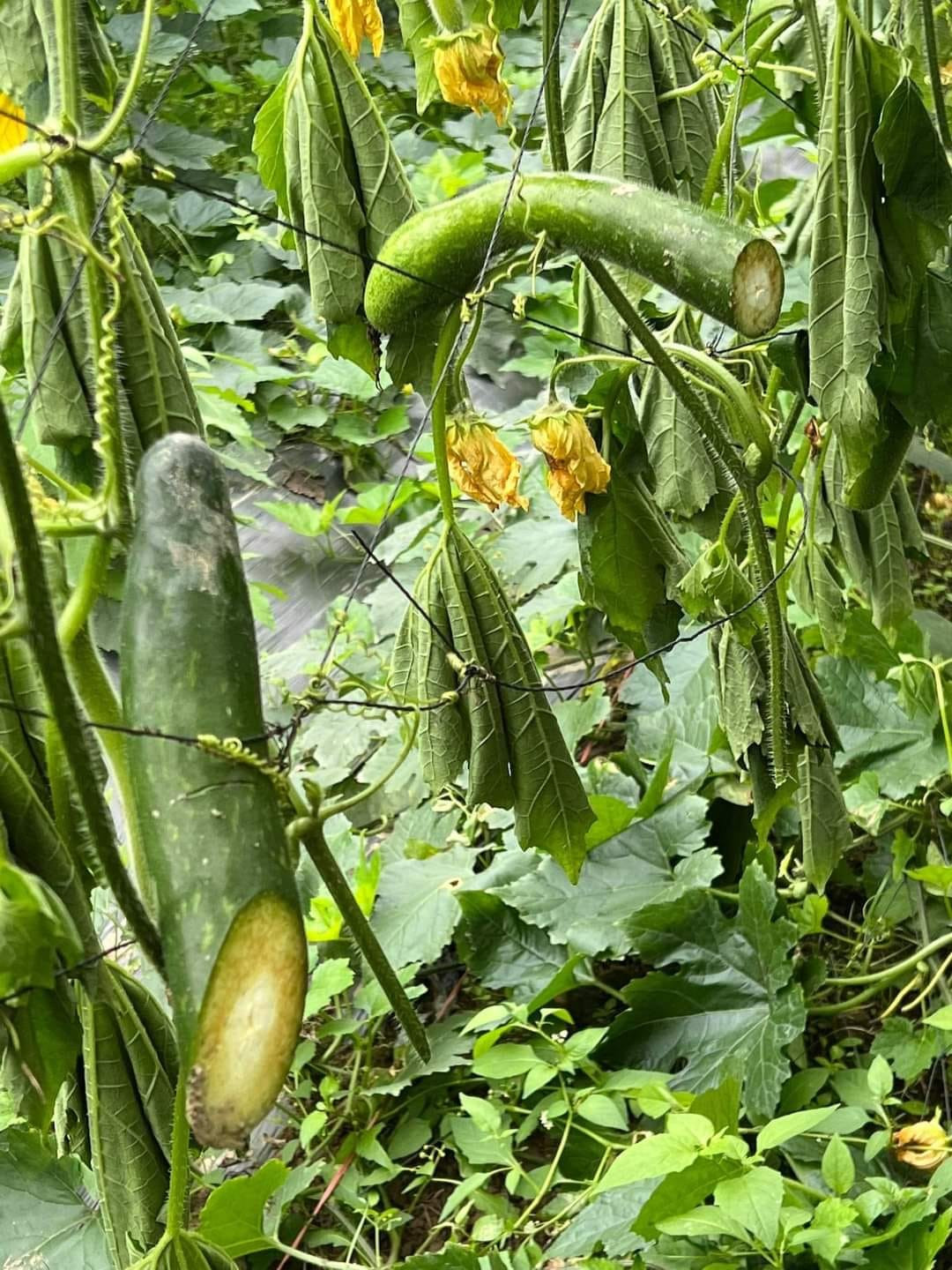 Nhiều quả bí bị kẻ gian chặt ngang. Nhiều quả bí bị kẻ gian chặt ngang.