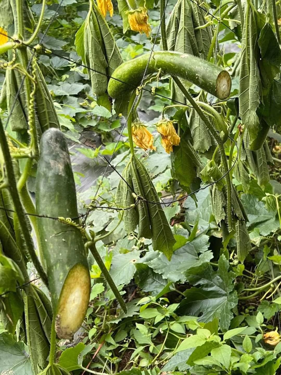 Nhiều quả bí bị kẻ gian chặt ngang.