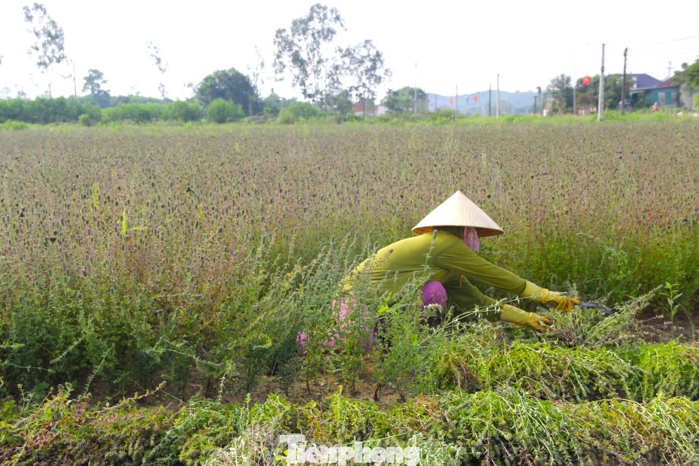 Cây nhân trần ở vùng đất này đã được công nhận VietGAP. Cuối năm 2022, sản phẩm trà túi lọc nhân trần của HTX dịch vụ nông nghiệp Tiến Thành được hội đồng đánh giá, phân hạng sản phẩm OCOP tỉnh Nghệ An công nhận đạt chuẩn 3 sao.