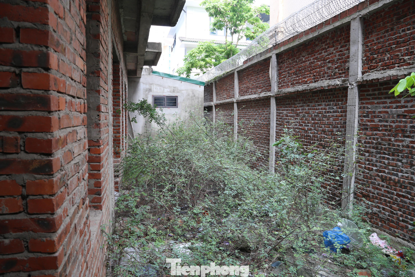 Cỏ cây mọc um tùm phía sau căn liền kề