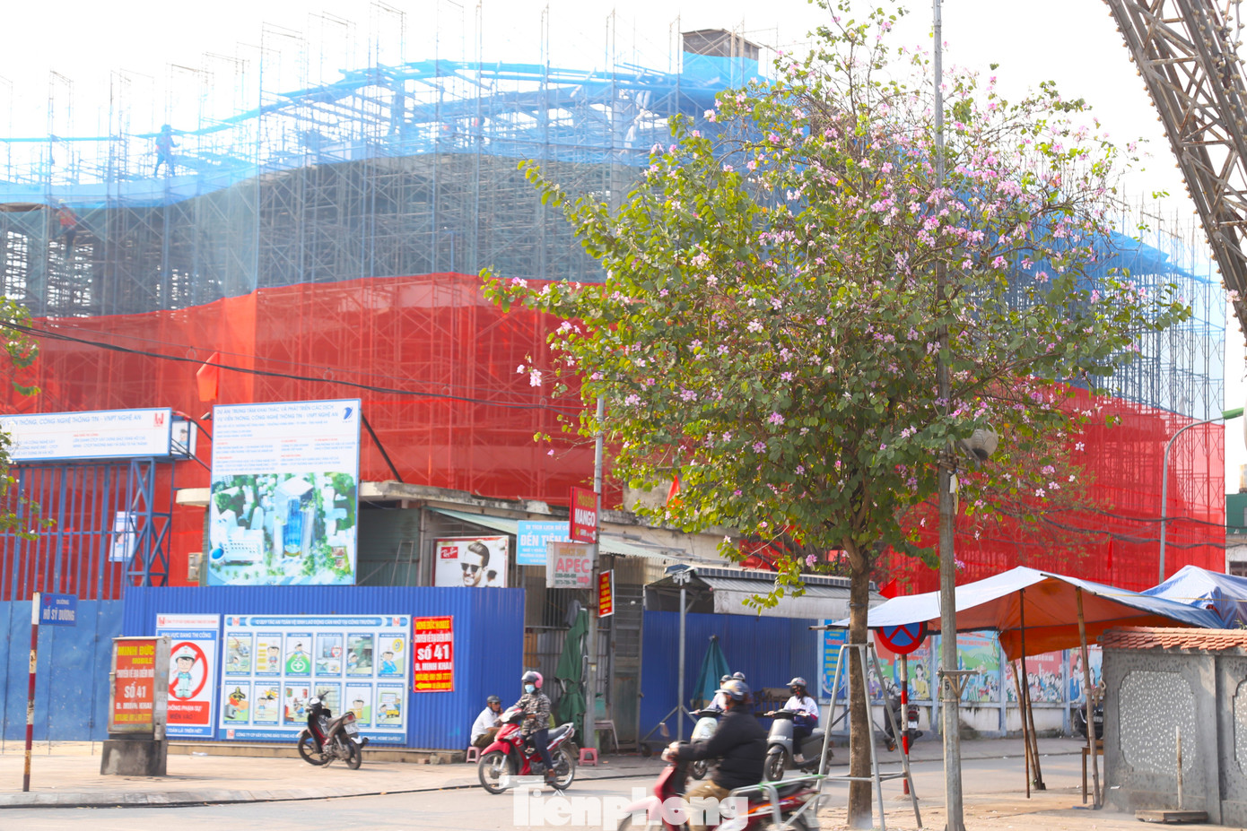 Nhiều tuyến đường ở thành phố Vinh như Ngư Hải, Trương Văn Lĩnh, Trần Phú… hoa ban khoe sắc rực rỡ.