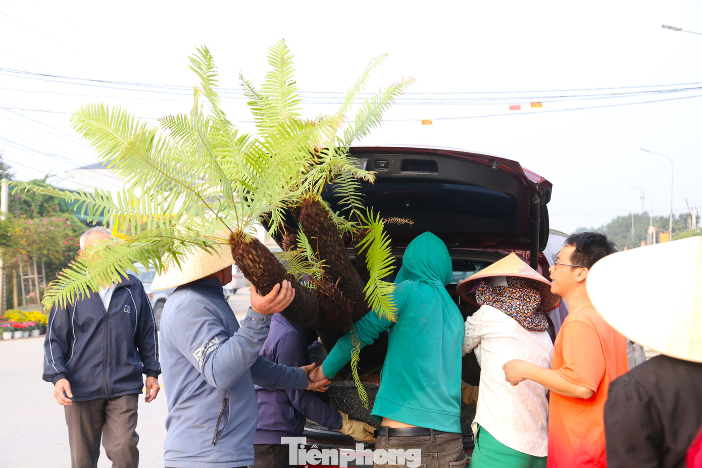 Một vị khách chi 6 triệu đồng mua một cây dương xỉ cổ đại về trang trí nhà ngày Tết.