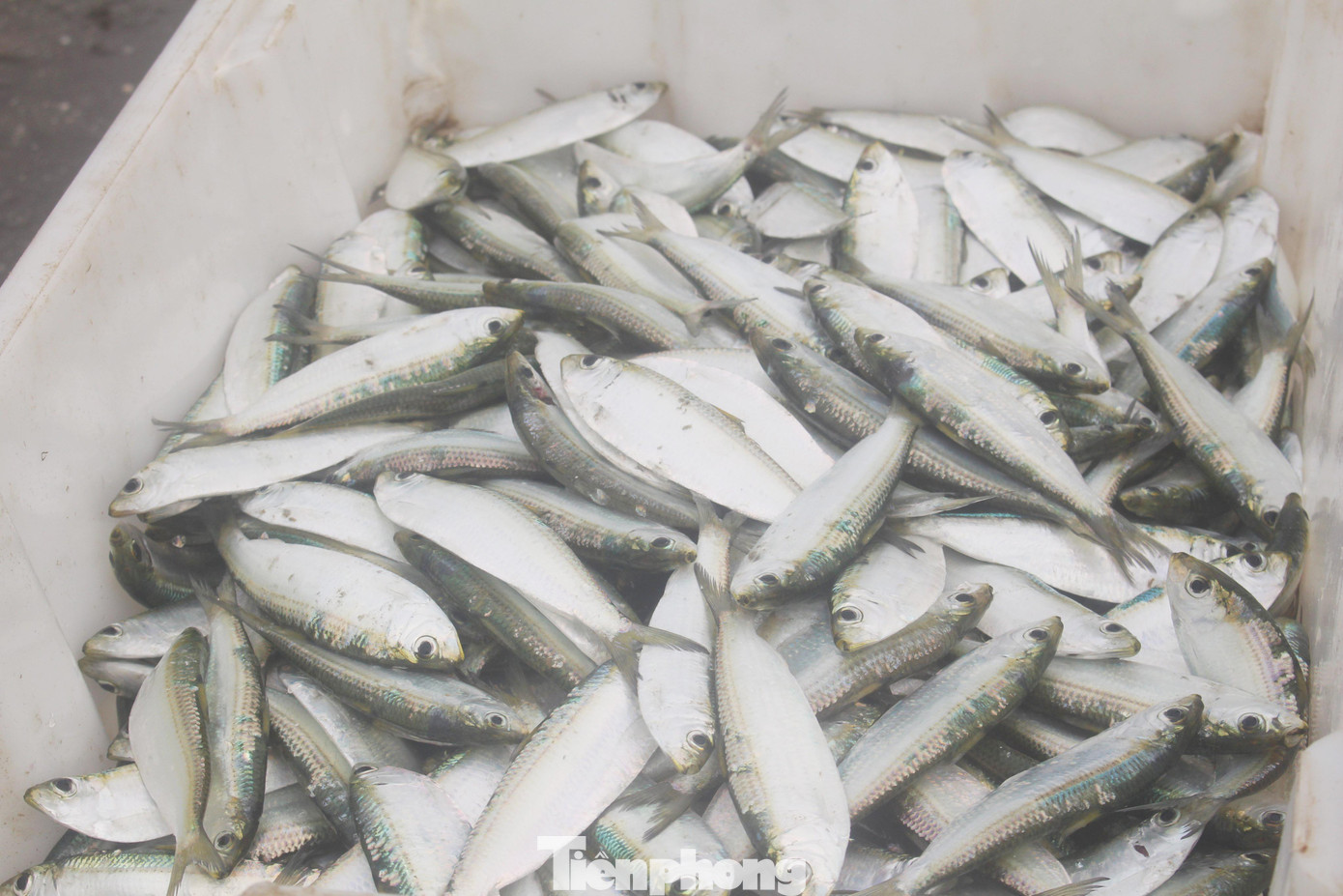 Trước khi bán cho thương lái, hoặc mang ra chợ bán, cá được rửa sạch bằng nước biển.