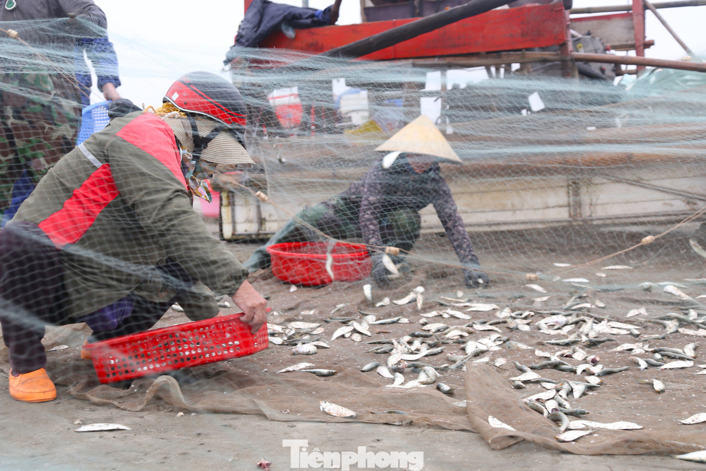 Khi bè mảng cập bờ, ngư dân nhanh tay thu gỡ, phân loại cá và bán cho tiểu thương ngay tại bến bãi.