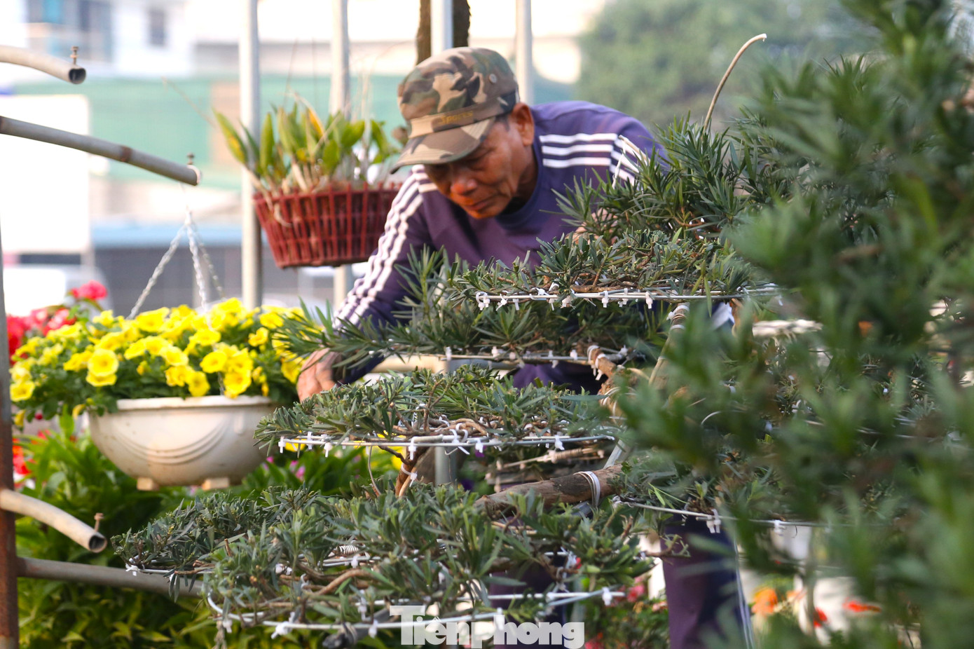 Ông Đệ có hơn 30 năm trong nghề “cầm kéo chỉnh cây”. Theo ông, công việc này không khó nhưng đòi hỏi người thợ phải khéo léo, tỉ mỉ, có sự am hiểu nhiều về cây cảnh và có sự sáng tạo để tạo nhiều thế độc, lạ.