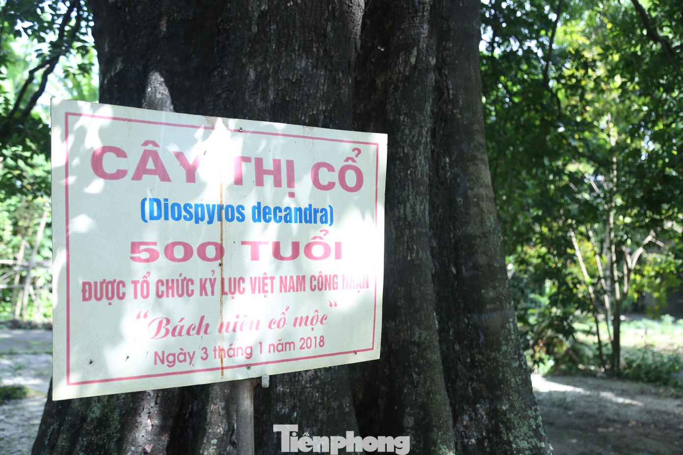 Năm 2018, Tổ chức kỷ lục Việt Nam đã công nhận cây thị 500 năm tuổi này là "Bách niên cổ mộc".