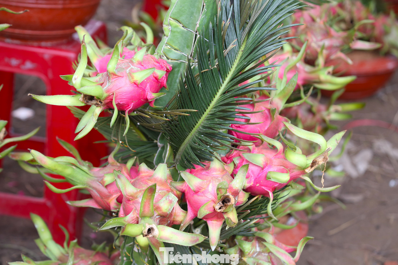 “Chúng tôi nhập khoảng 100 chậu thanh long về bán Tết từ ngày 20 tháng Chạp, giá bán từ 800 nghìn đồng đến 2 triệu đồng/chậu tùy vào số lượng quả, kích thước. Thanh long có màu đỏ, tượng trưng cho sự may mắn, nghĩa của thanh long là rồng bay lên, mọi sự phát triển đi lên”, anh Thịnh cho hay.