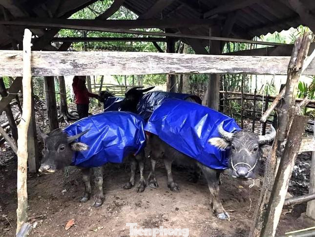 Mặc áo chống rét cho trâu, bò Mặc áo chống rét cho trâu, bò