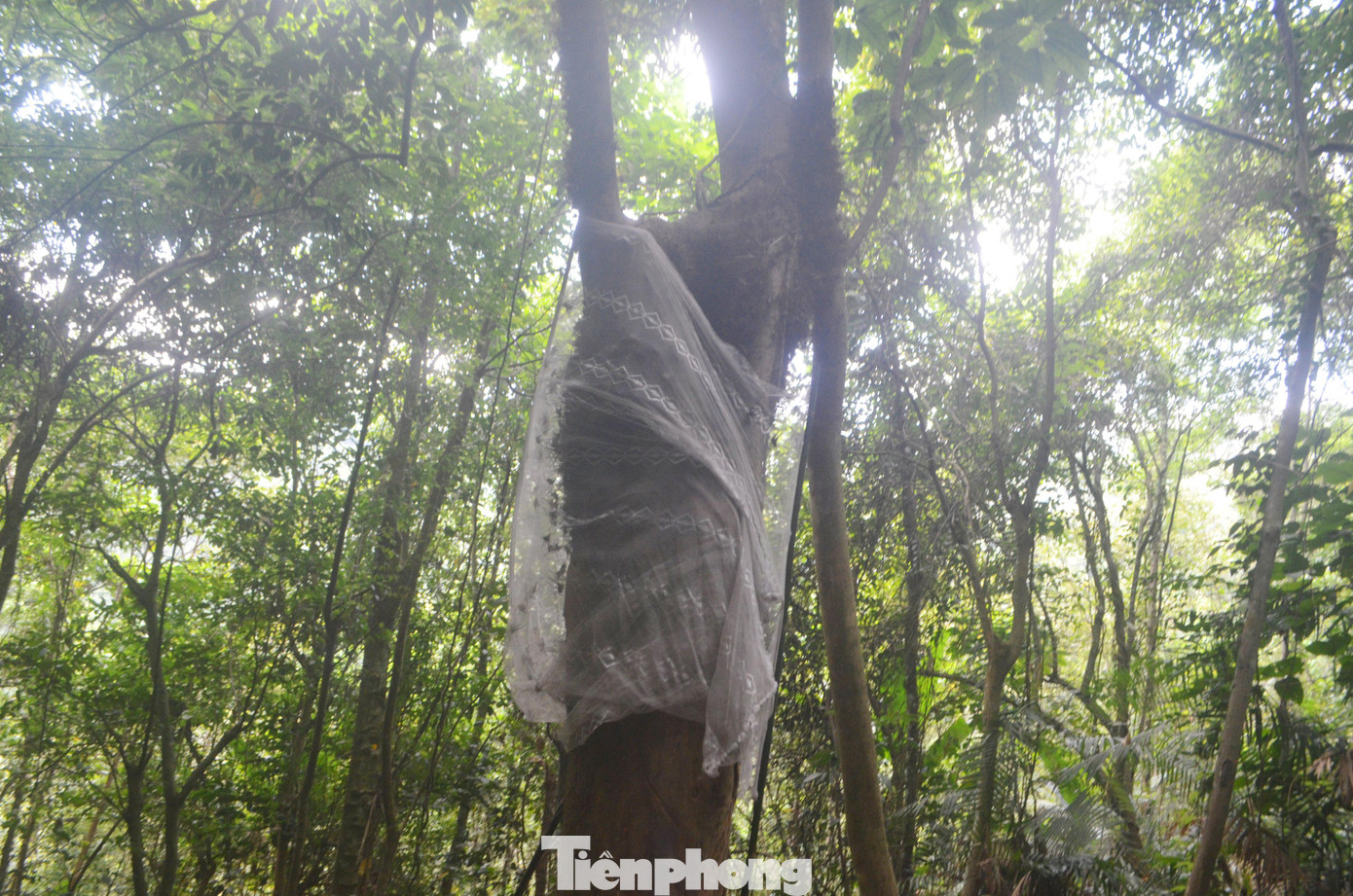 Cũng theo ông Hải, nghề đi bắt dế rừng khá nguy hiểm, đòi hỏi nhiều kinh nghiệm, kỹ năng nhưng nếu chịu khó cũng có thêm thu nhập.