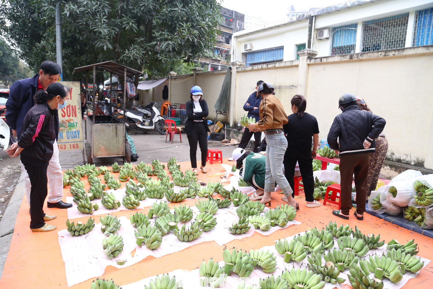 Là loại quả không thể thiếu trong mâm ngũ quả ngày Tết, vì vậy, càng về sát Tết, giá chuối xanh càng trở nên đắt đỏ, tăng cao gấp nhiều lần so với ngày thường.