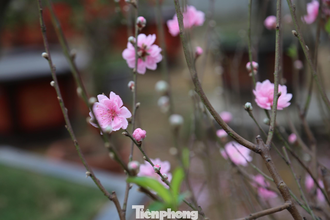 Những gốc đào khủng đều có thế đẹp, nhiều nụ, lộc, hoa đẹp.