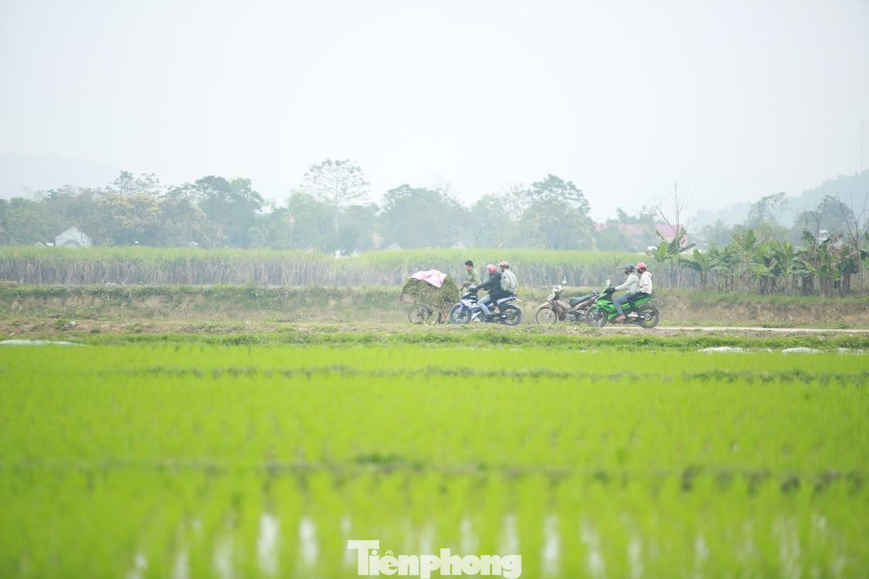 Những ngày đầu năm mới, bà con nông dân khắp các huyện của tỉnh Nghệ An xuống đồng chăm sóc, gieo cấy lúa Đông Xuân với niềm hi vọng mùa màng bội thu.