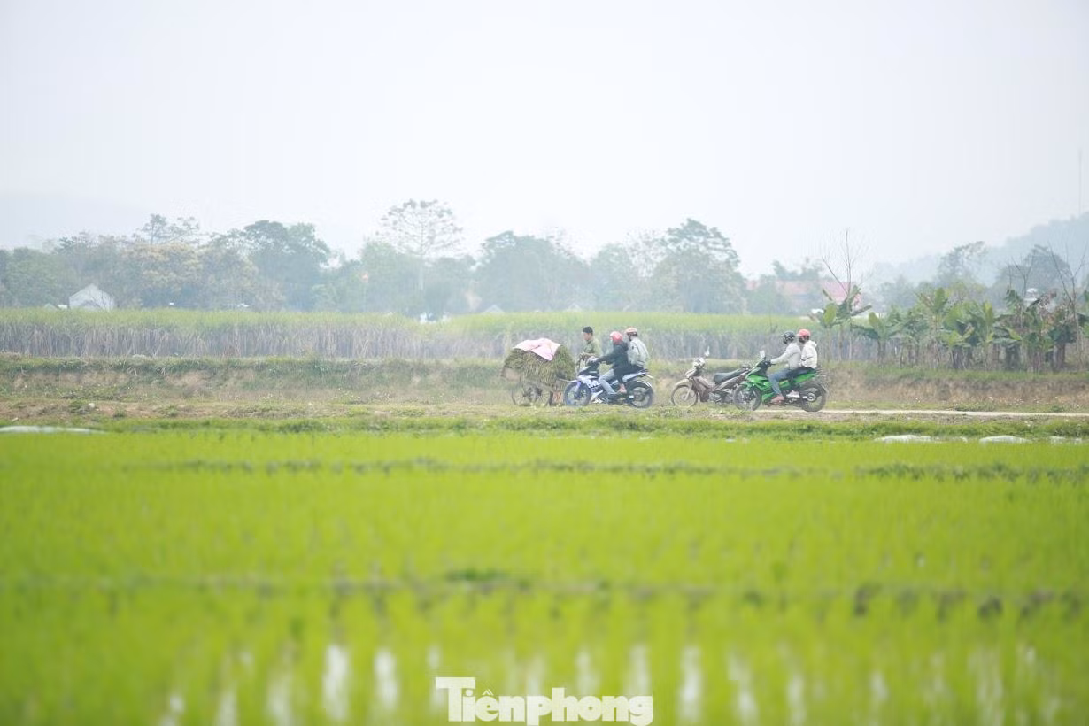 Những ngày đầu năm mới, bà con nông dân khắp các huyện của tỉnh Nghệ An xuống đồng chăm sóc, gieo cấy lúa Đông Xuân với niềm hi vọng mùa màng bội thu.