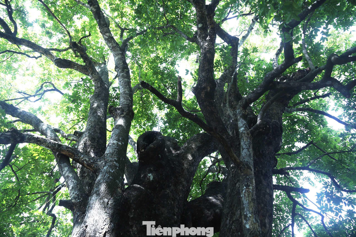 Từ thân cây, những nhánh nhỏ đâm ra mạnh mẽ, tạo thành những tán lá tốt tươi.