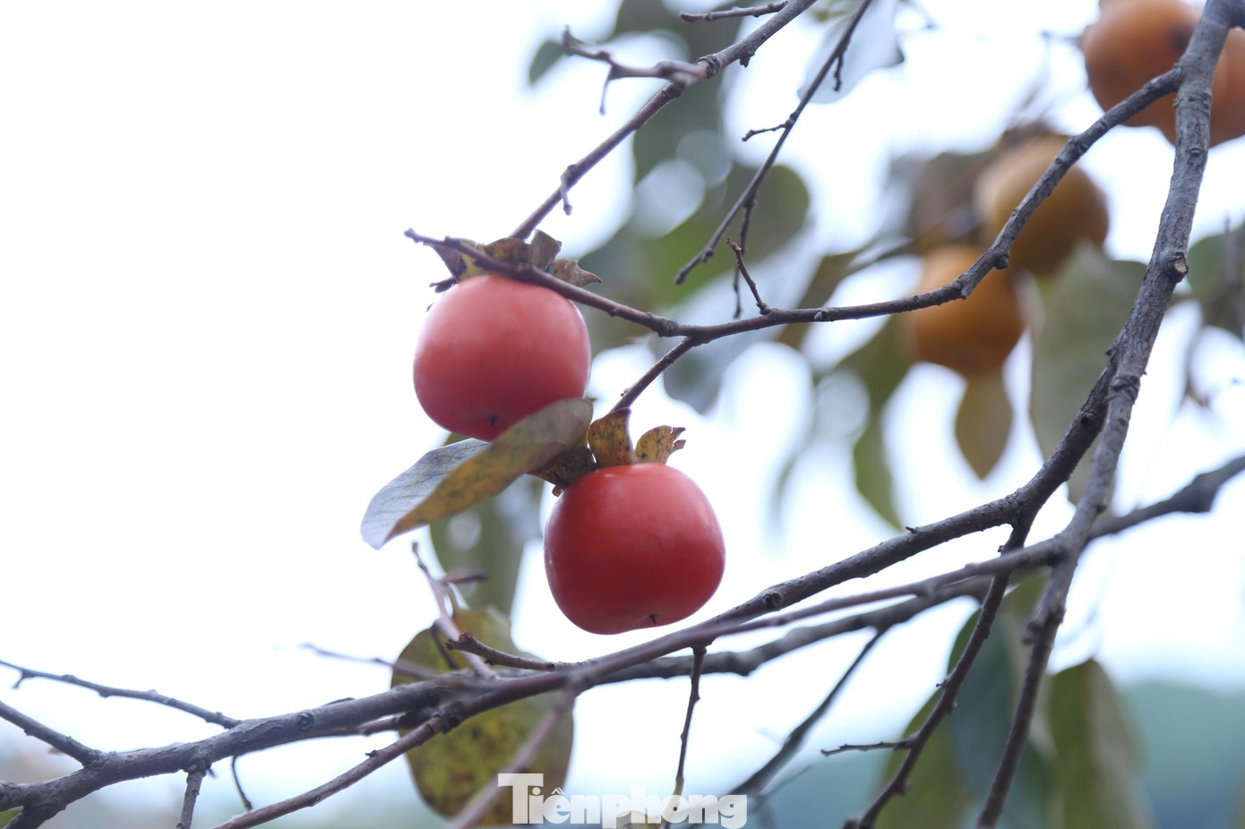 Hồng năm nay mất mùa, nông dân thất thu.