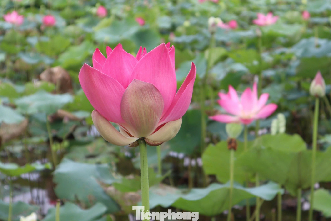 Ngoài giống sen thuần chủng vốn có từ lâu đời ở Kim Liên, hiện hợp tác xã Sen quê Bác đã đưa nhiều giống sen tốt ở các địa phương khác về trồng, tạo sự đa dạng của các loại sen trên quê Bác.