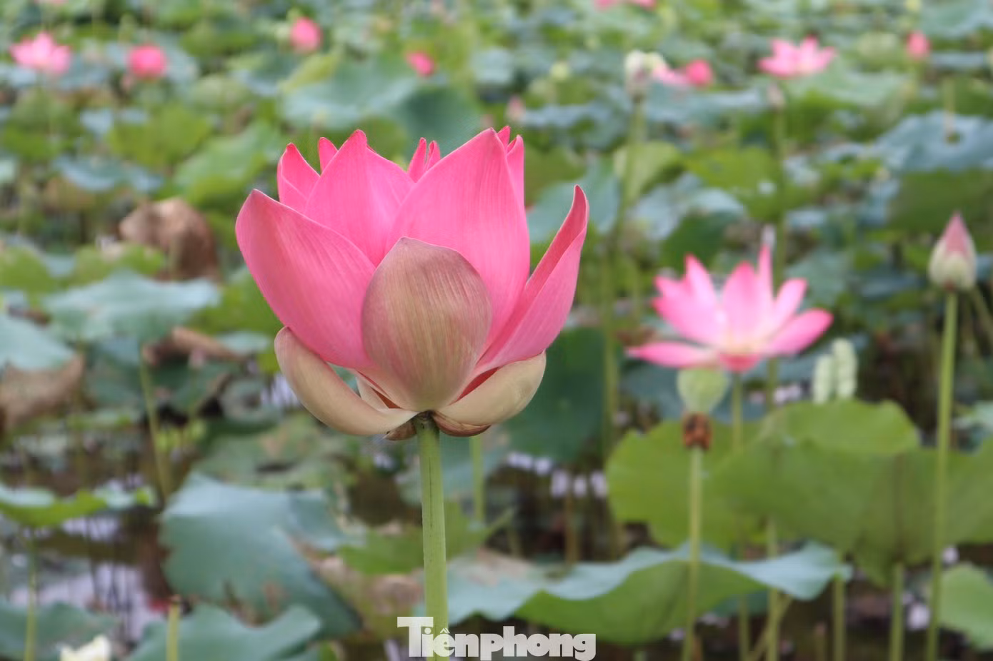 Ngoài giống sen thuần chủng vốn có từ lâu đời ở Kim Liên, hiện hợp tác xã Sen quê Bác đã đưa nhiều giống sen tốt ở các địa phương khác về trồng, tạo sự đa dạng của các loại sen trên quê Bác.