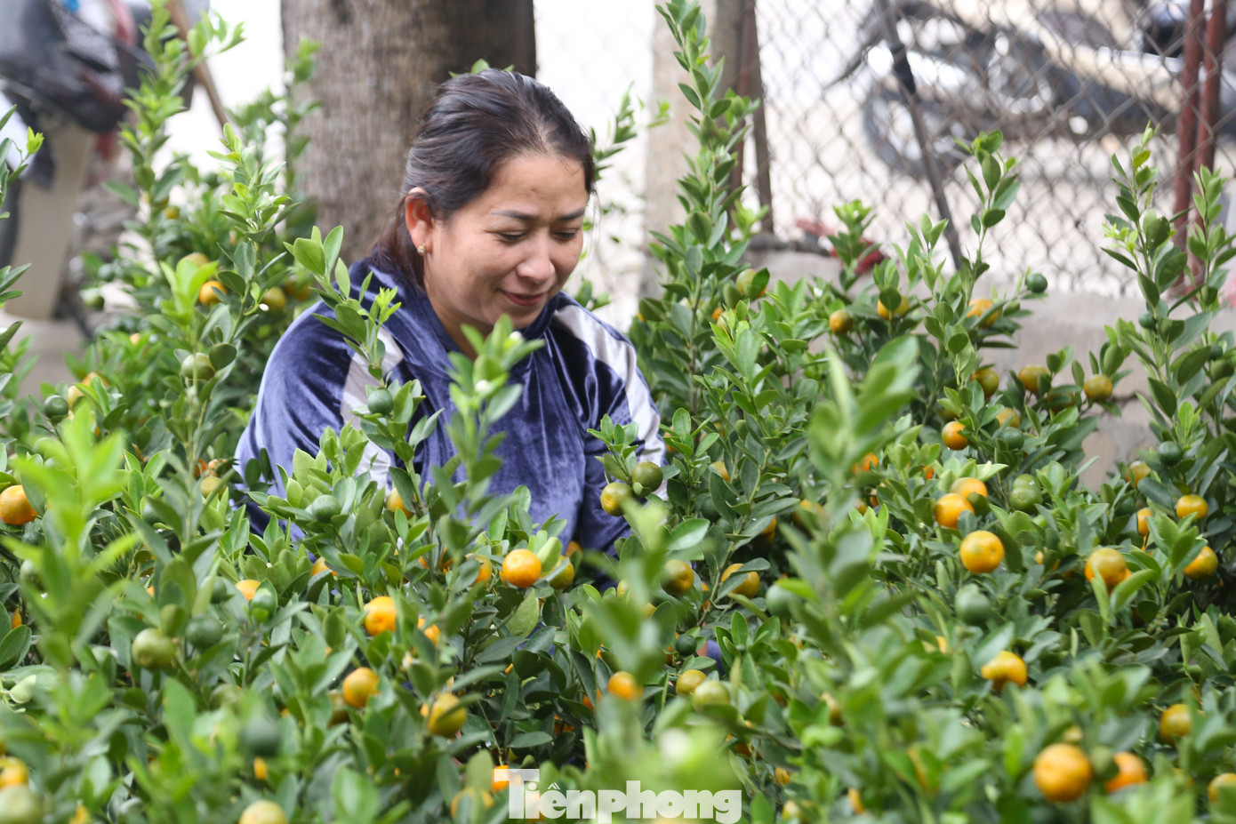 Chị Nga, chủ một nhà vườn bán hoa ở xã Nghi Ân, TP Vinh cho biết: “Năm nay, do ảnh hưởng của bão số 3, lượng quất giảm, khiến giá cả tăng cao, thậm chí gấp đôi so với năm ngoái. Tôi nhập về khoảng 70 chậu quất từ Rằm tháng 11 âm lịch, đến nay đã bán được nửa”.