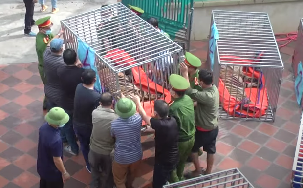 Hổ được cho vào lồng sắt và đưa đến khu sinh thái Mường Thanh Diễn Lâm (Diễn Châu) Hổ được cho vào lồng sắt và đưa đến khu sinh thái Mường Thanh Diễn Lâm (Diễn Châu)