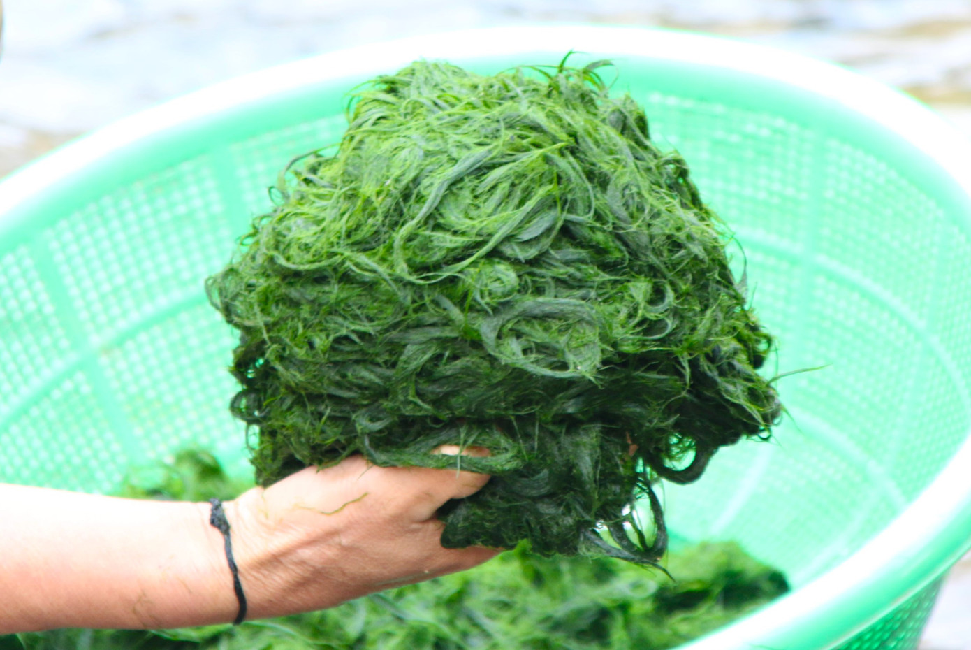 Rêu đá có thể chế biến thành nhiều món ăn ở vùng cao Nghệ An. Rêu đá có thể chế biến thành nhiều món ăn ở vùng cao Nghệ An.