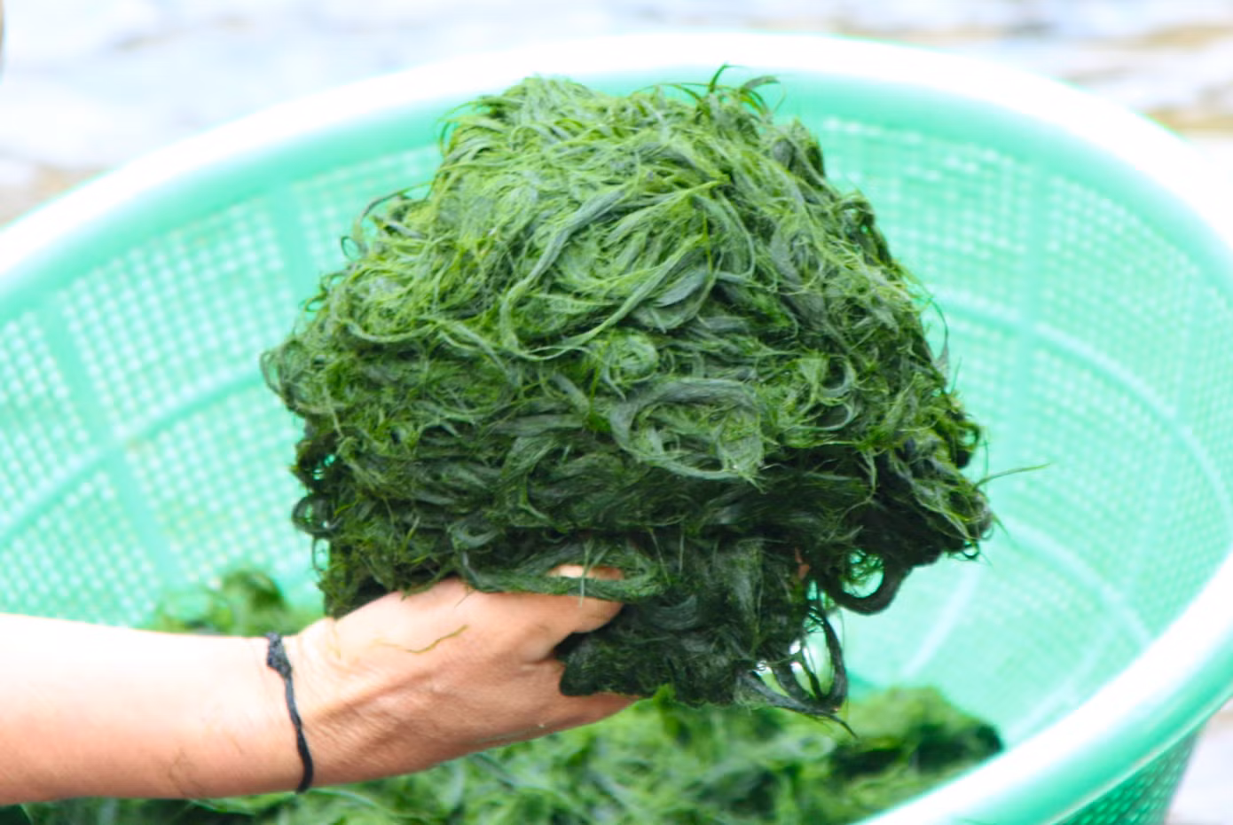 Rêu đá có thể chế biến thành nhiều món ăn ở vùng cao Nghệ An.