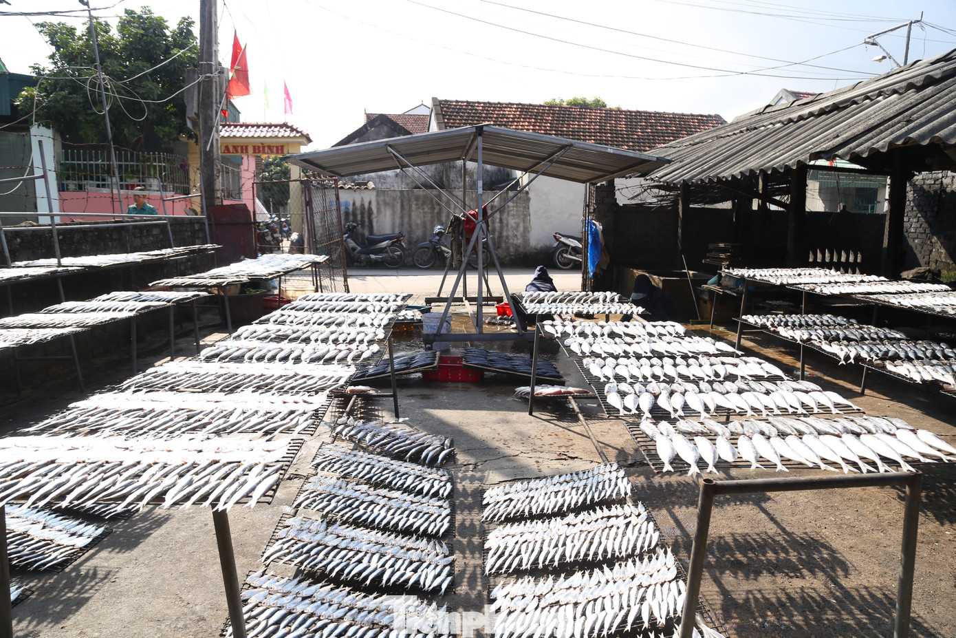 Các loại cá nướng được ưa chuộng nhất là cá trích, cá nục, cá bạc má, cá thu, cá đốm, cá thửng... Cá được làm sạch, phơi 3 - 5 tiếng cho ráo nước trước khi cho cho lên bếp than nướng.