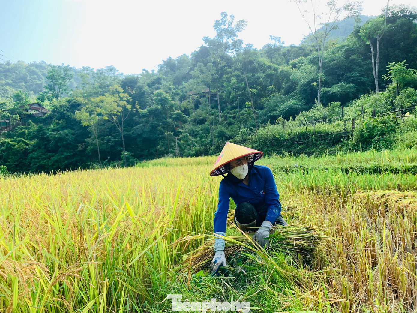 “Do địa hình thấp trũng nên sau mưa, lúa của người dân ngập sâu trong nước. Tranh thủ thời tiết tạnh ráo, nước trên cánh đồng đã rút bớt, lực lượng đoàn viên thanh niên xuống đồng giúp gặt lúa với tinh thần xung kích của tuổi trẻ”, chị Lan chia sẻ.