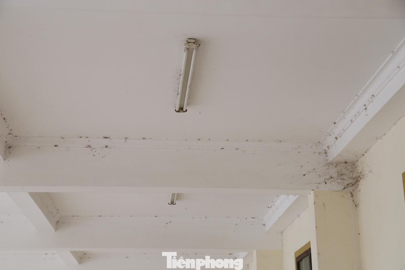 Phía trần nhà mạng nhện giăng kín