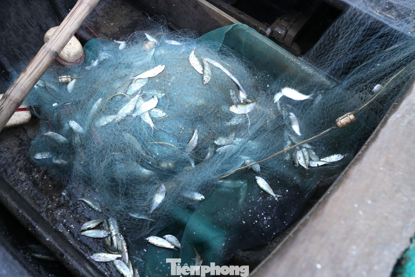 Những khoang cá trích đầy ắp Những khoang cá trích đầy ắp