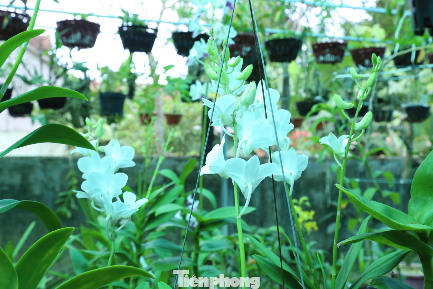 Mỗi loại hoa lan mang một vẻ đẹp riêng Mỗi loại hoa lan mang một vẻ đẹp riêng