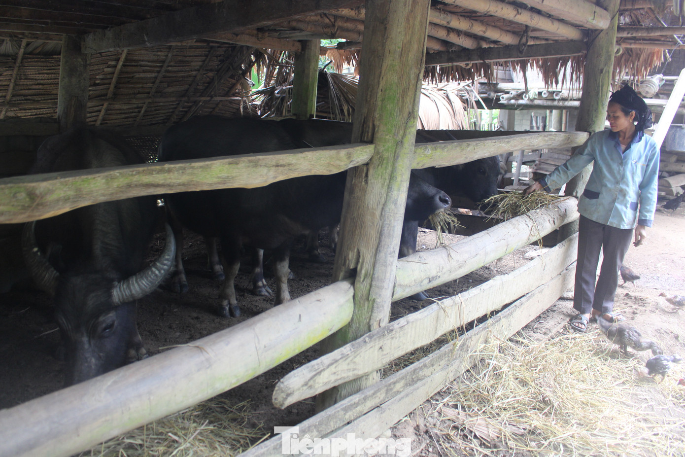 Những ngày nhiệt độ xuống thấp, gia đình bà Vi Thị Tít (ở bản Lục Sơn, xã Lục Dạ, huyện Con Cuông, Nghệ An) chủ động vệ sinh chuồng trại, đốt lửa làm tăng nhiệt độ cho đàn trâu, bò. Cùng với việc tận dụng nguồn thức ăn như rơm, cây chuối, cây ngô… gia đình còn trồng thêm 3 sào cỏ voi, các nguồn thức ăn dự trữ để bổ sung cho vật nuôi.