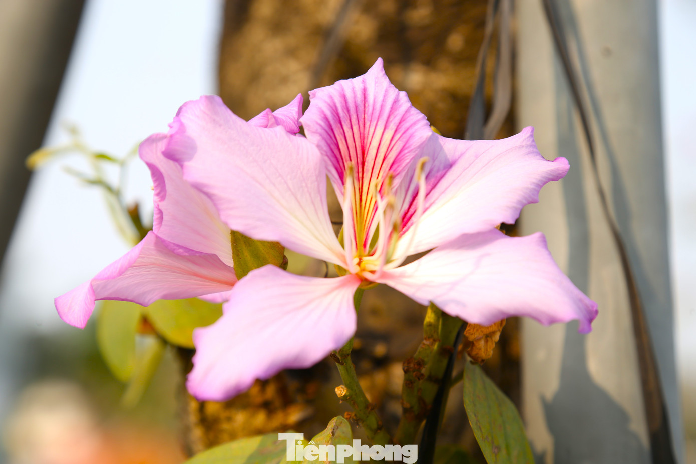 Mỗi bông hoa có năm cánh xòe thành hình quạt, với những đường gân hồng đậm ôm lấy nhụy vàng.